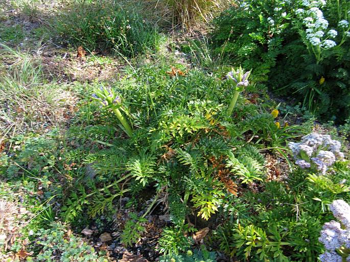 Anisotome latifolia