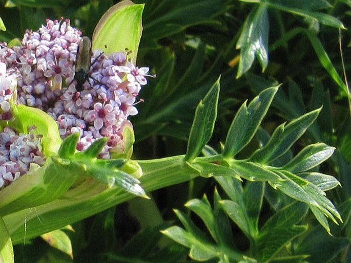 Anisotome latifolia