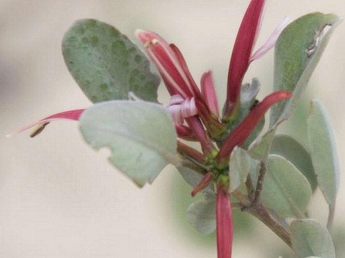 Anisotes madagascariensis