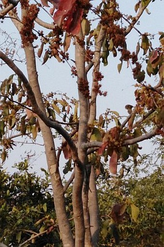 Anogeissus latifolia