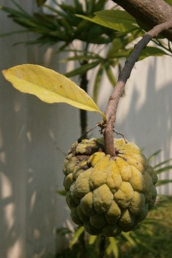 Annona squamosa