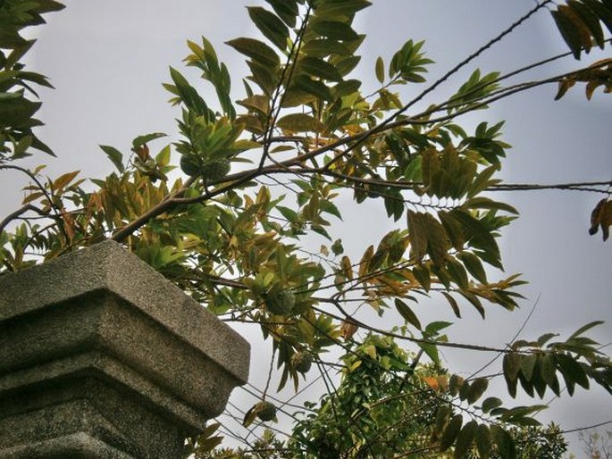 Annona squamosa