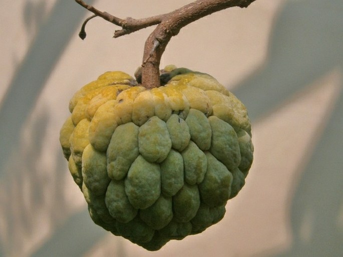 Annona squamosa