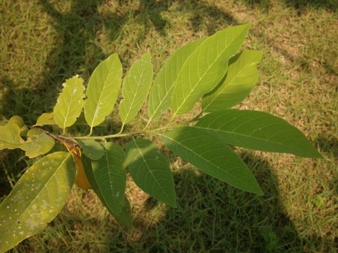 Annona squamosa