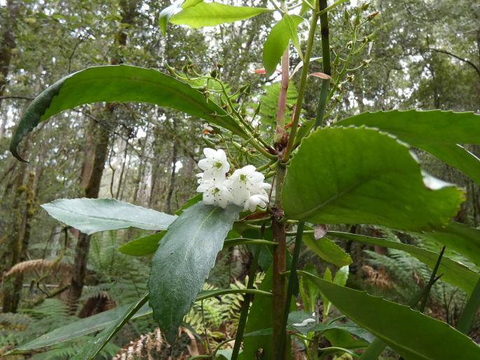 Anopterus glandulosus