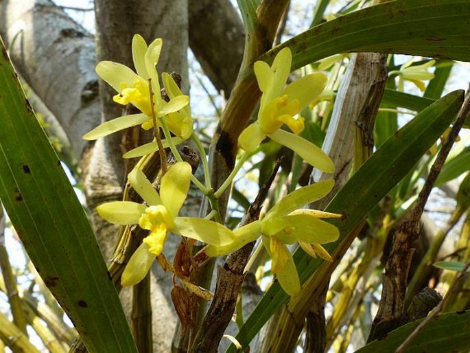 ANSELLIA AFRICANA Lindl.