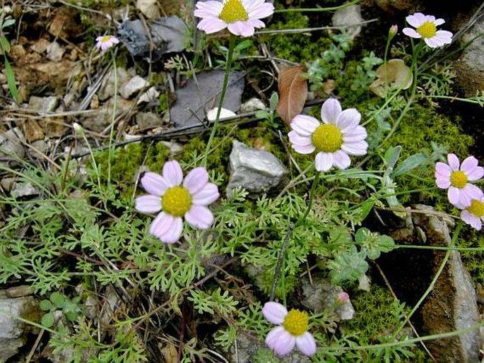 Anthemis rosea subsp. carnea