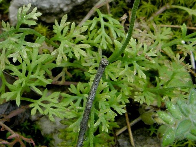 Anthemis rosea subsp. carnea