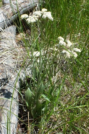 Antennaria pulcherrima