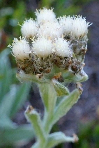 Antennaria pulcherrima