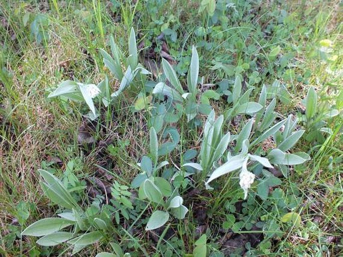 Antennaria pulcherrima