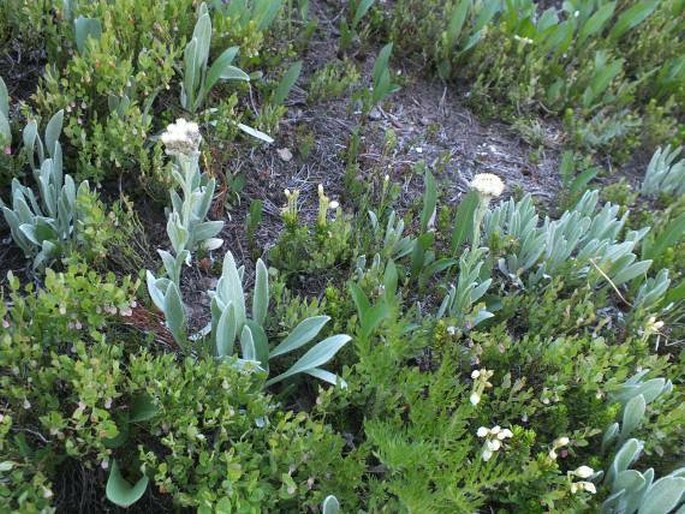 Antennaria pulcherrima