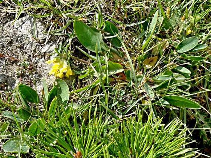 Anthyllis vulneraria subsp. alpestris