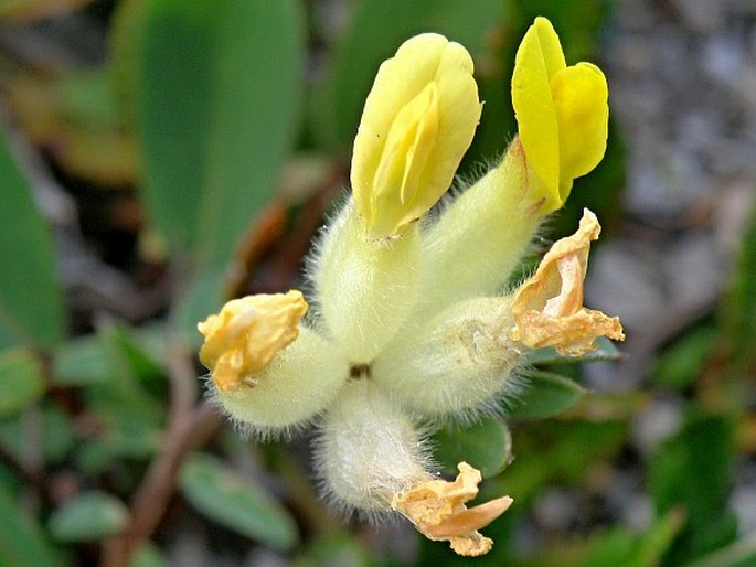 Anthyllis vulneraria subsp. alpestris