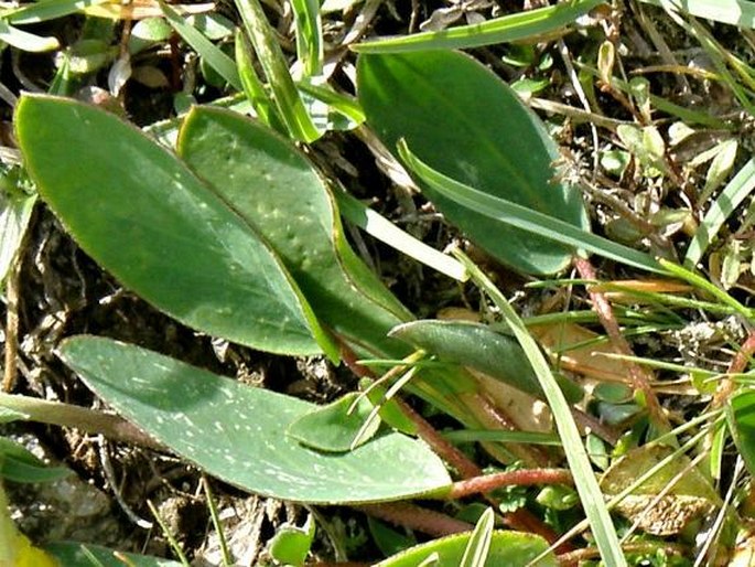 Anthyllis vulneraria subsp. alpestris