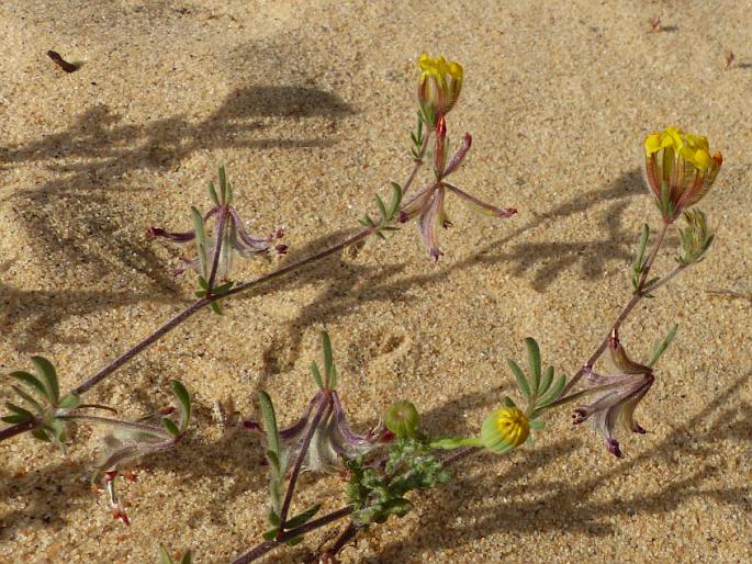 Anthyllis hamosa