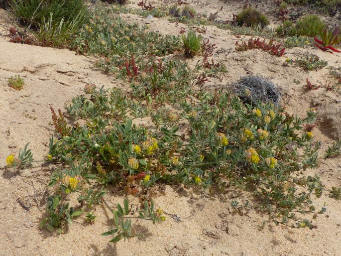 Anthyllis hamosa