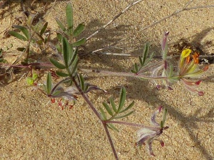 Anthyllis hamosa