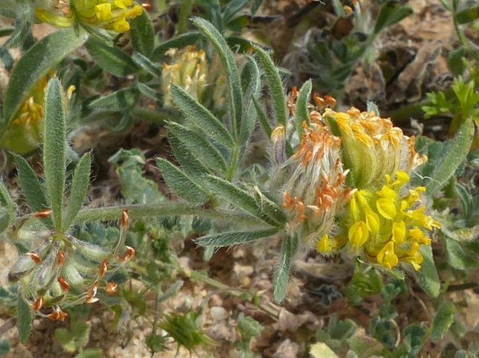 Anthyllis hamosa