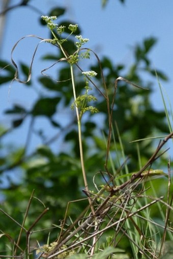 Anthriscus cerefolium