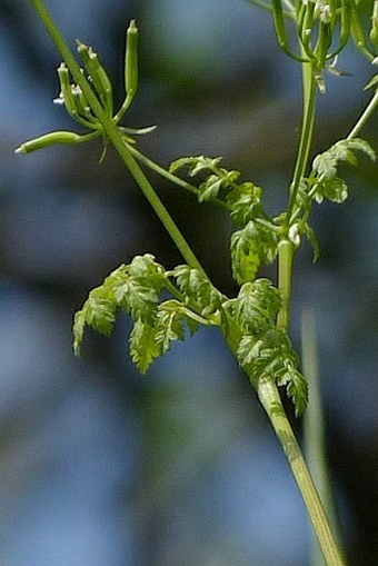 Anthriscus cerefolium