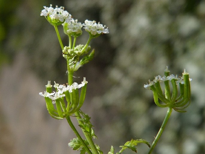 Anthriscus cerefolium