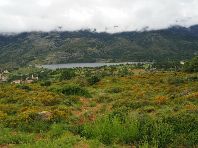 Anthyllis hermanniae subsp. corsica