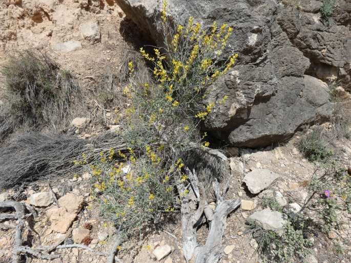Anthyllis cytisoides