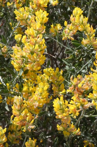 Anthyllis cytisoides