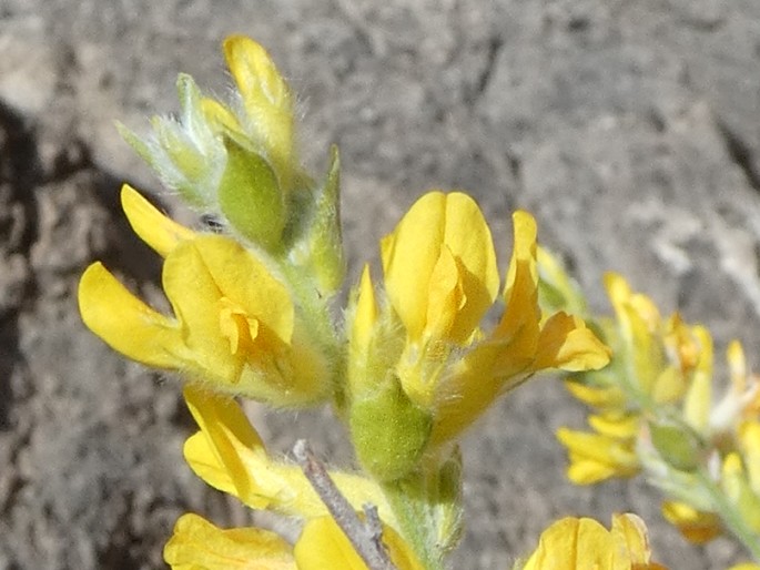 Anthyllis cytisoides