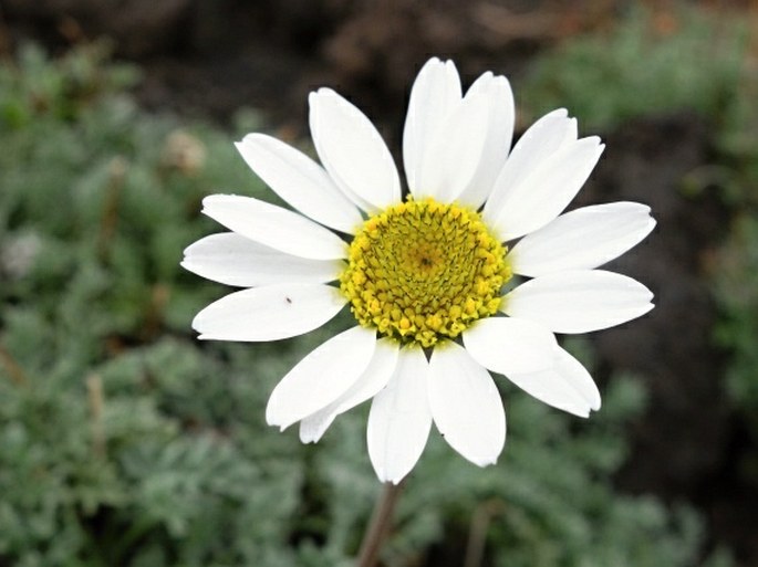 Anthemis aetnensis