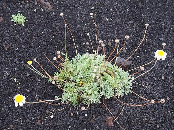 Anthemis aetnensis