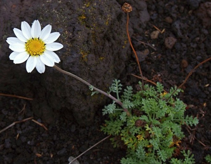 Anthemis aetnensis