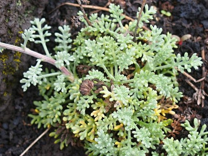 Anthemis aetnensis