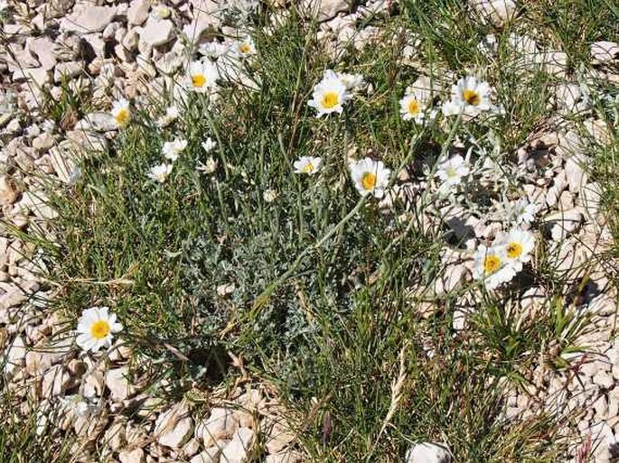 Anthemis cretica subsp. alpina