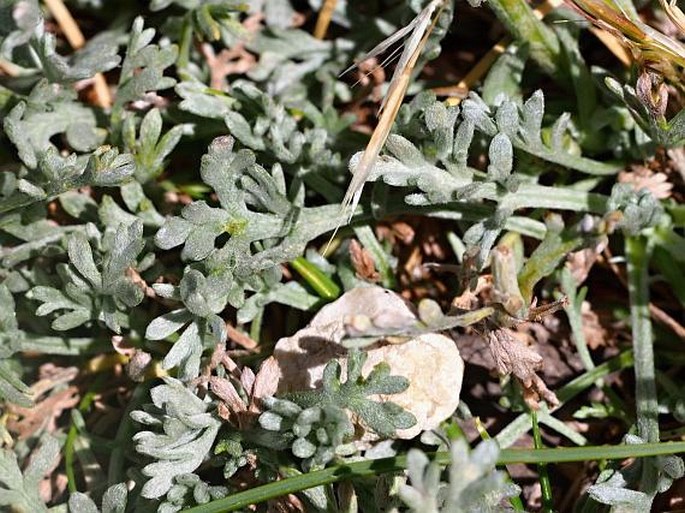 Anthemis cretica subsp. alpina