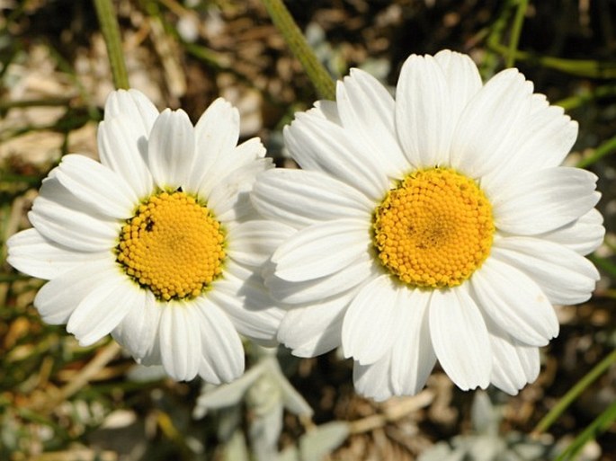 Anthemis cretica subsp. alpina