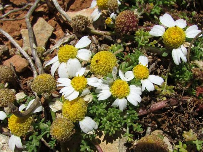 Anthemis secundiramea subsp. urvilleana