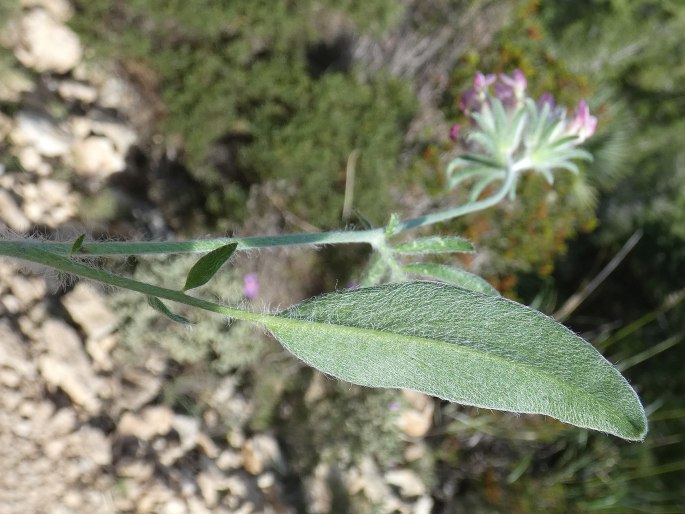 Anthyllis vulneraria subsp. gandogeri