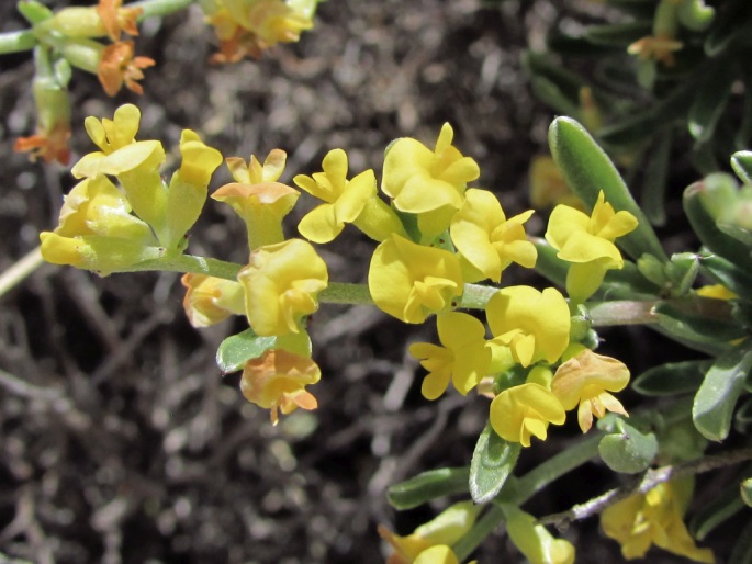 Anthyllis hermanniae