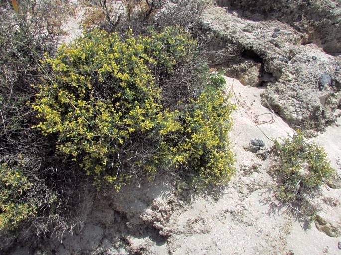 Anthyllis hermanniae