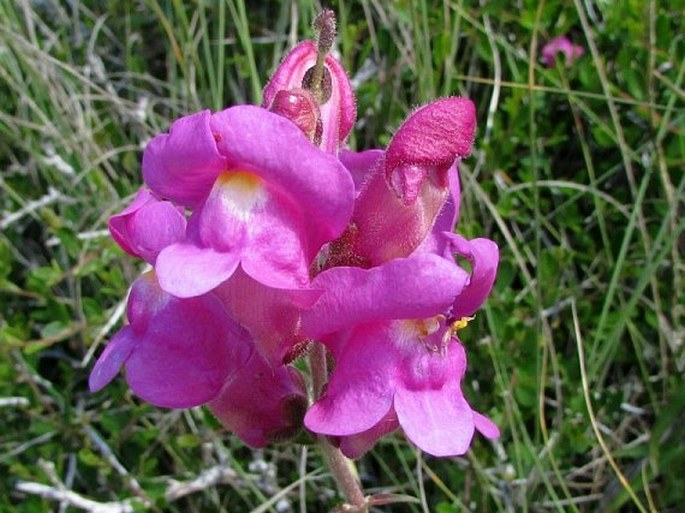 ANTIRRHINUM MAJUS subsp. TORTUOSUM (Bosc ex Vent.) Rouy - hledík / papuľka