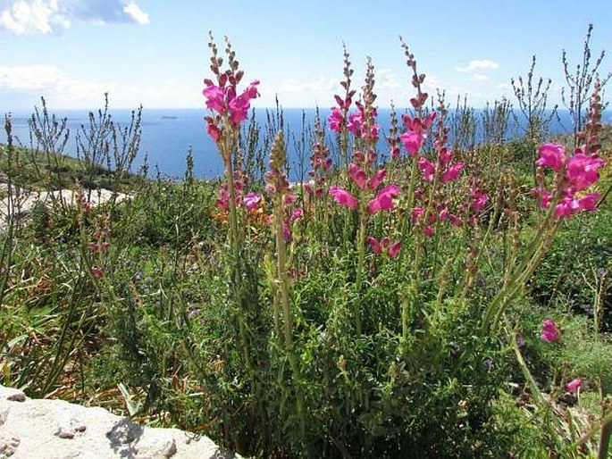 Antirrhinum majus subsp. tortuosum