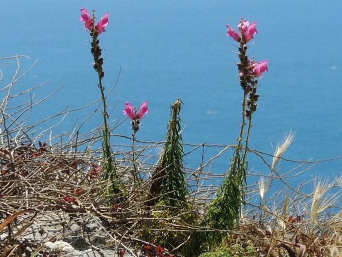 Antirrhinum majus subsp. tortuosum