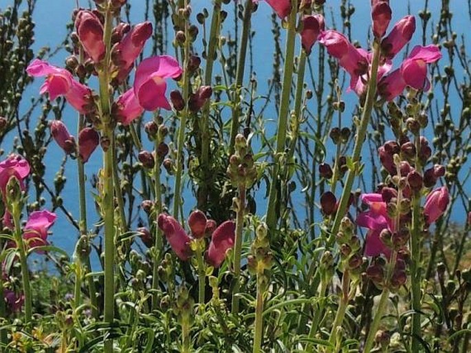 Antirrhinum majus subsp. tortuosum