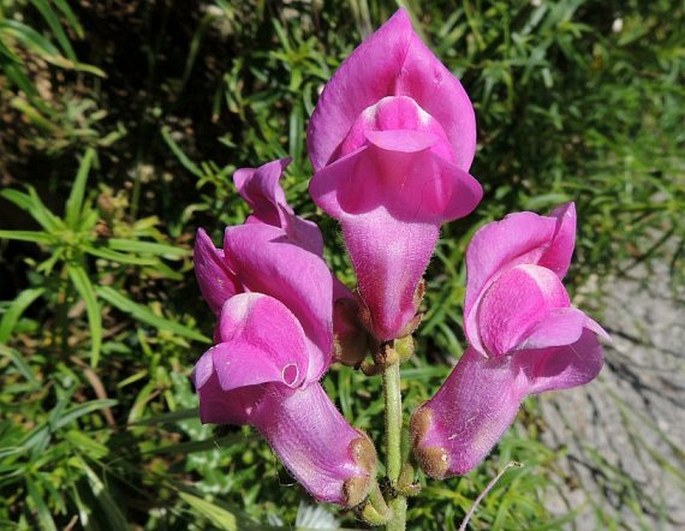 Antirrhinum majus subsp. tortuosum