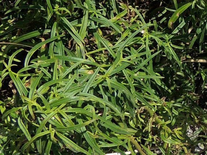 Antirrhinum majus subsp. tortuosum