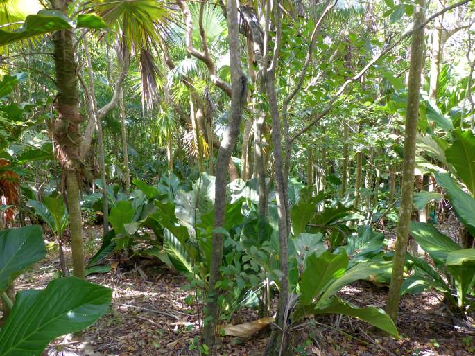 Anthurium jenmanii