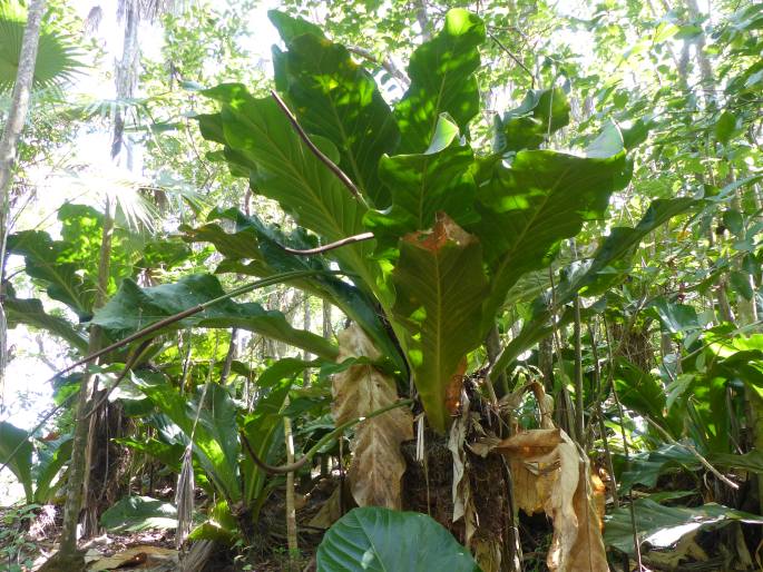 Anthurium jenmanii