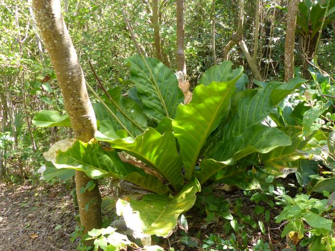 Anthurium jenmanii